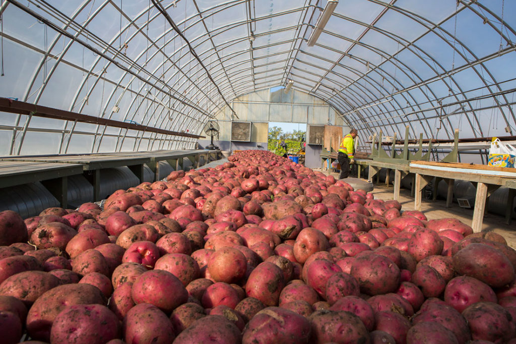potatoes gathered on a flatbed